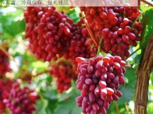 葡萄不准掉出来，新疆吐鲁番无籽红提，新鲜采摘，口感鲜美，营养丰富，冷藏保存，送礼佳品