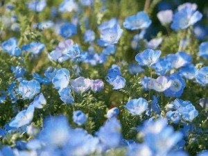 野花免费视频，高清画质，精彩内容，尽在野花免费视频