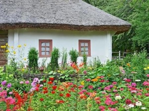 日本野草花的春天 优质花种，打造美丽花园