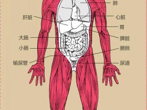 西西人体下体扒开图片，让你全面了解人体构造