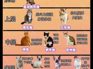 猫界霸主揭秘：揭示最强猫排行榜中的猫和老鼠之战：最顶级猫咪风云榜揭晓