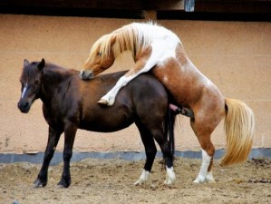 人马是如何进行交流配对的 人马（Equus przewalskii）是如何进行交流配对的？