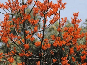 野花视频在线观看完整版最新6_野花视频在线观看完整版最新 6：高清无码，免费畅享