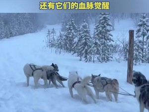 冰原守卫者获取专属雪橇：挑战与策略指南