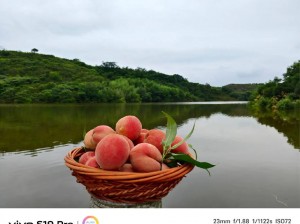 水蜜桃秘密基地，探索美味的世外桃源