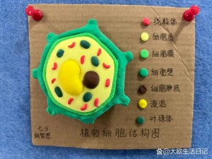 生物老师亲自向我们展示自己的产品：细胞模型