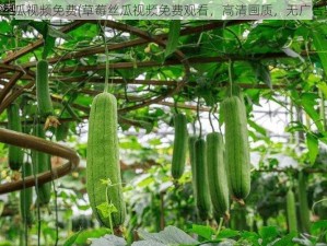 草莓丝瓜视频免费(草莓丝瓜视频免费观看，高清画质，无广告骚扰)