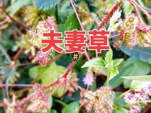 功能强大的精品一卡 2 卡三卡 4 卡含羞草，畅享无限精彩