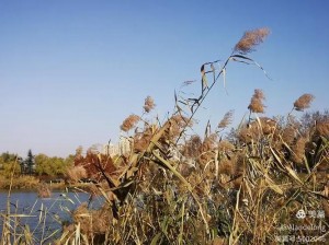 芦苇丛深处中的温情【芦苇丛深处中的温情：那片宁静之地的温暖故事】