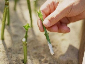 床上的 72 种扦插方法照片：科学实用的植物繁殖指南