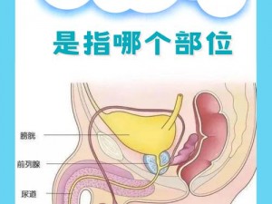 男性生殖图片大全大图——全面了解男性生殖系统构造与功能