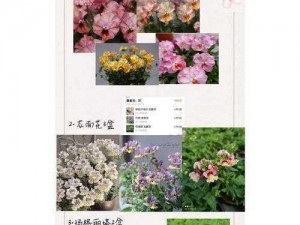 带来浪漫与温馨的樱花草四区区三区四区产品介绍