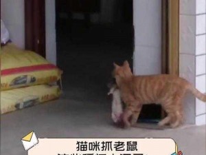 猫技非凡挥锤追鼠：妙用工具捕猎瞬间揭秘