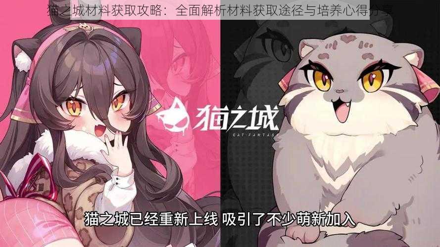 猫之城材料获取攻略：全面解析材料获取途径与培养心得分享