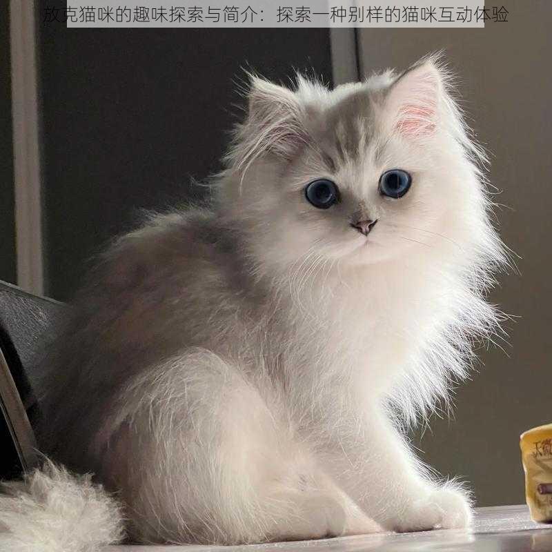 放克猫咪的趣味探索与简介：探索一种别样的猫咪互动体验