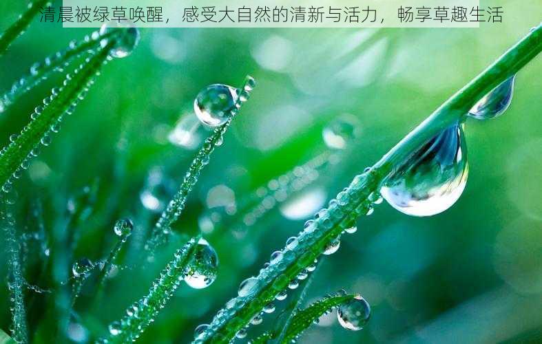 清晨被绿草唤醒，感受大自然的清新与活力，畅享草趣生活