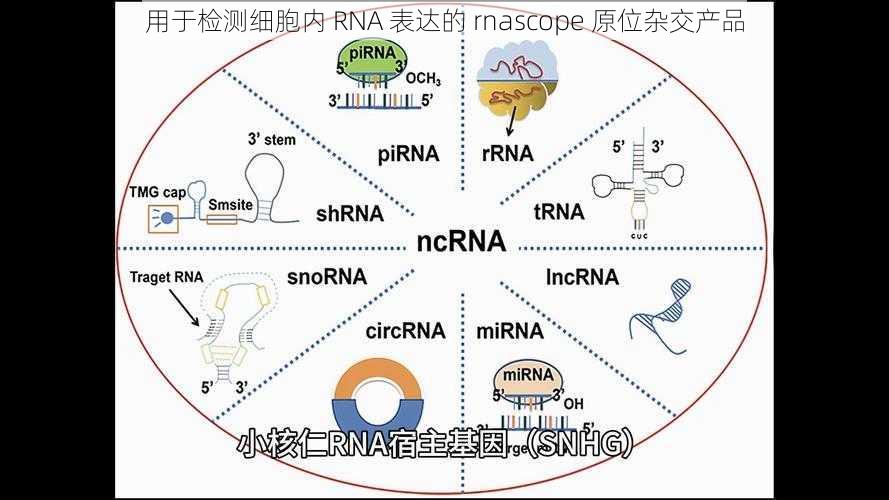 用于检测细胞内 RNA 表达的 rnascope 原位杂交产品