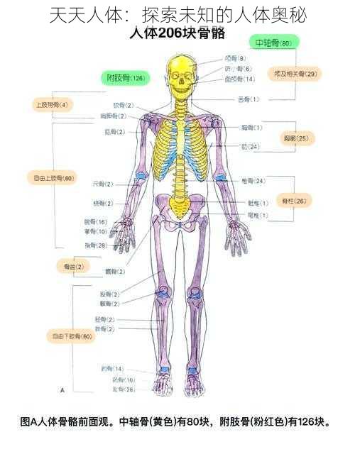 天天人体：探索未知的人体奥秘