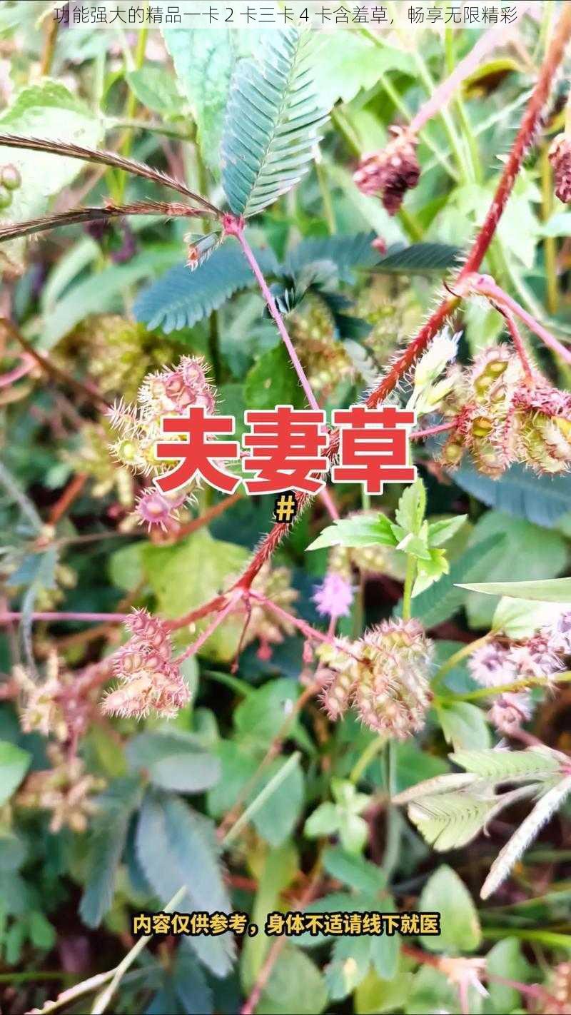 功能强大的精品一卡 2 卡三卡 4 卡含羞草，畅享无限精彩