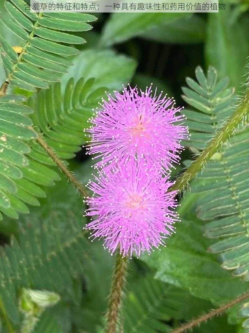 含羞草的特征和特点：一种具有趣味性和药用价值的植物