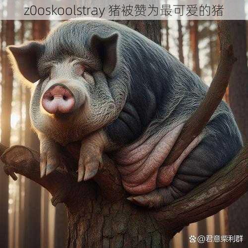 z0oskoolstray 猪被赞为最可爱的猪