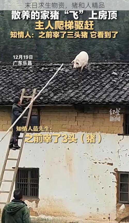 末日求生物资，猪和人精品