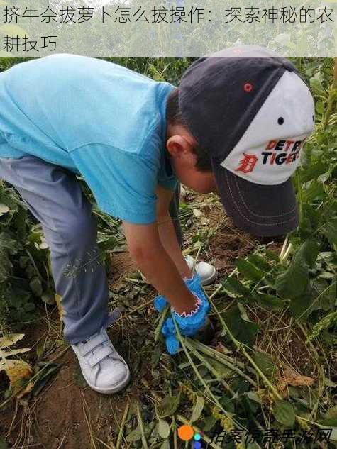 挤牛奈拔萝卜怎么拔操作：探索神秘的农耕技巧