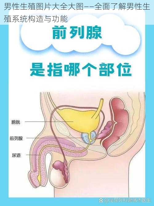 男性生殖图片大全大图——全面了解男性生殖系统构造与功能