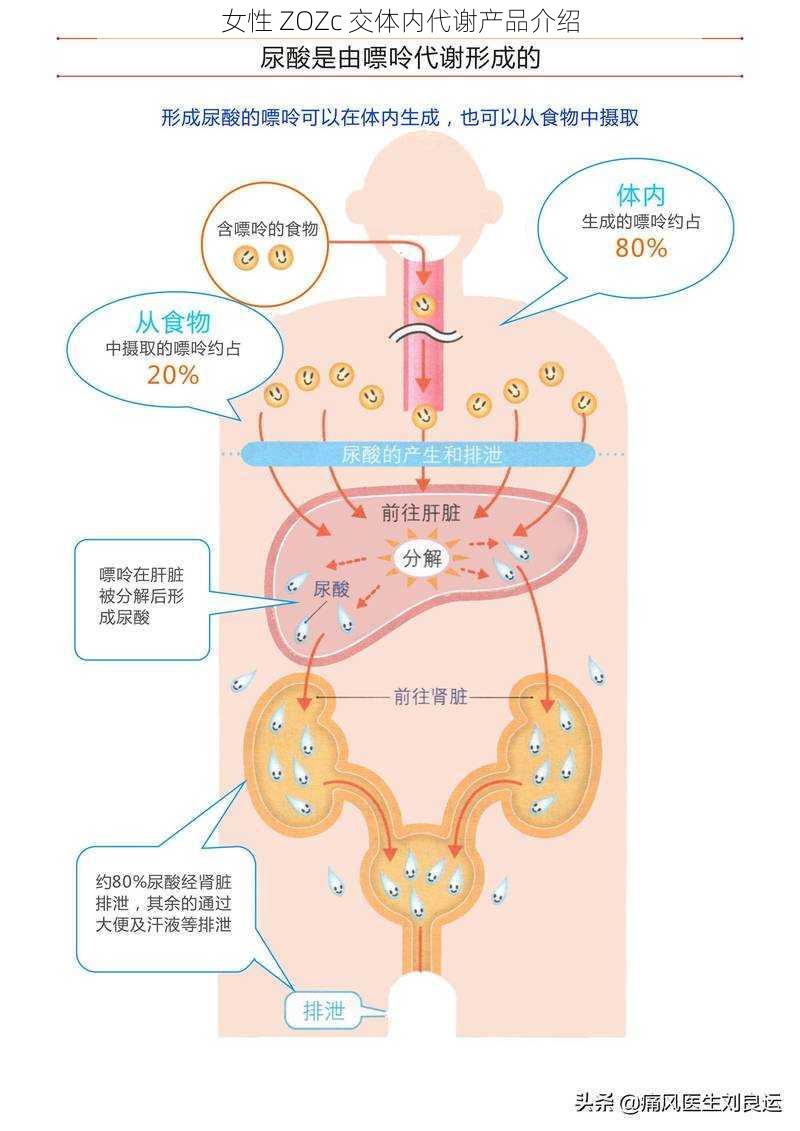 女性 ZOZc 交体内代谢产品介绍