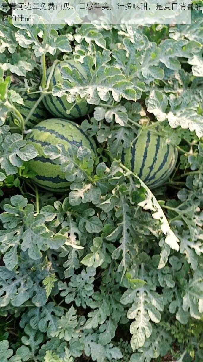 青青河边草免费西瓜，口感鲜美，汁多味甜，是夏日消暑解渴的佳品