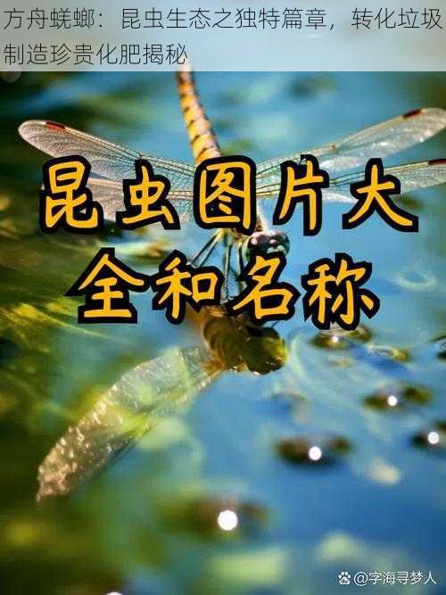 方舟蜣螂：昆虫生态之独特篇章，转化垃圾制造珍贵化肥揭秘