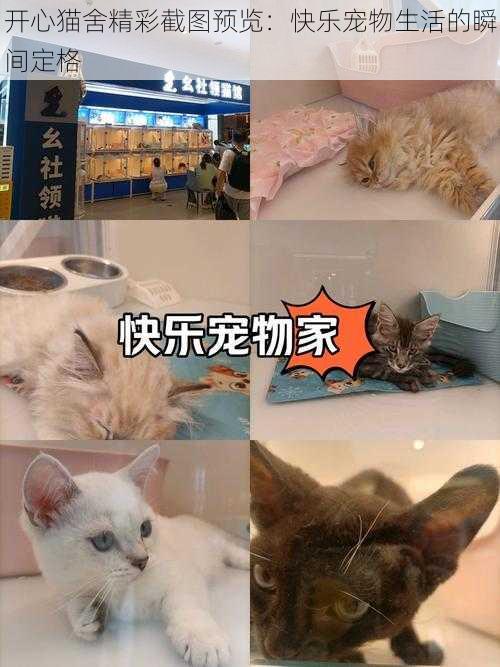 开心猫舍精彩截图预览：快乐宠物生活的瞬间定格