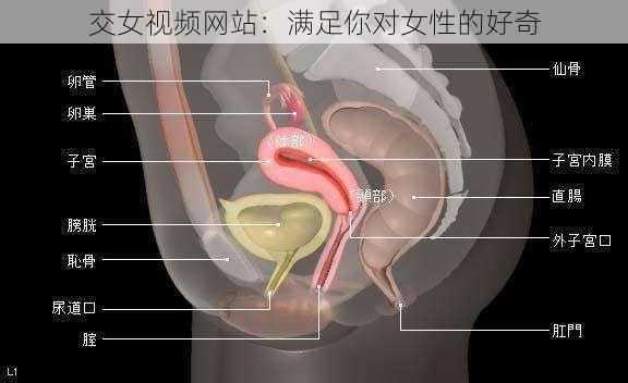 交女视频网站：满足你对女性的好奇