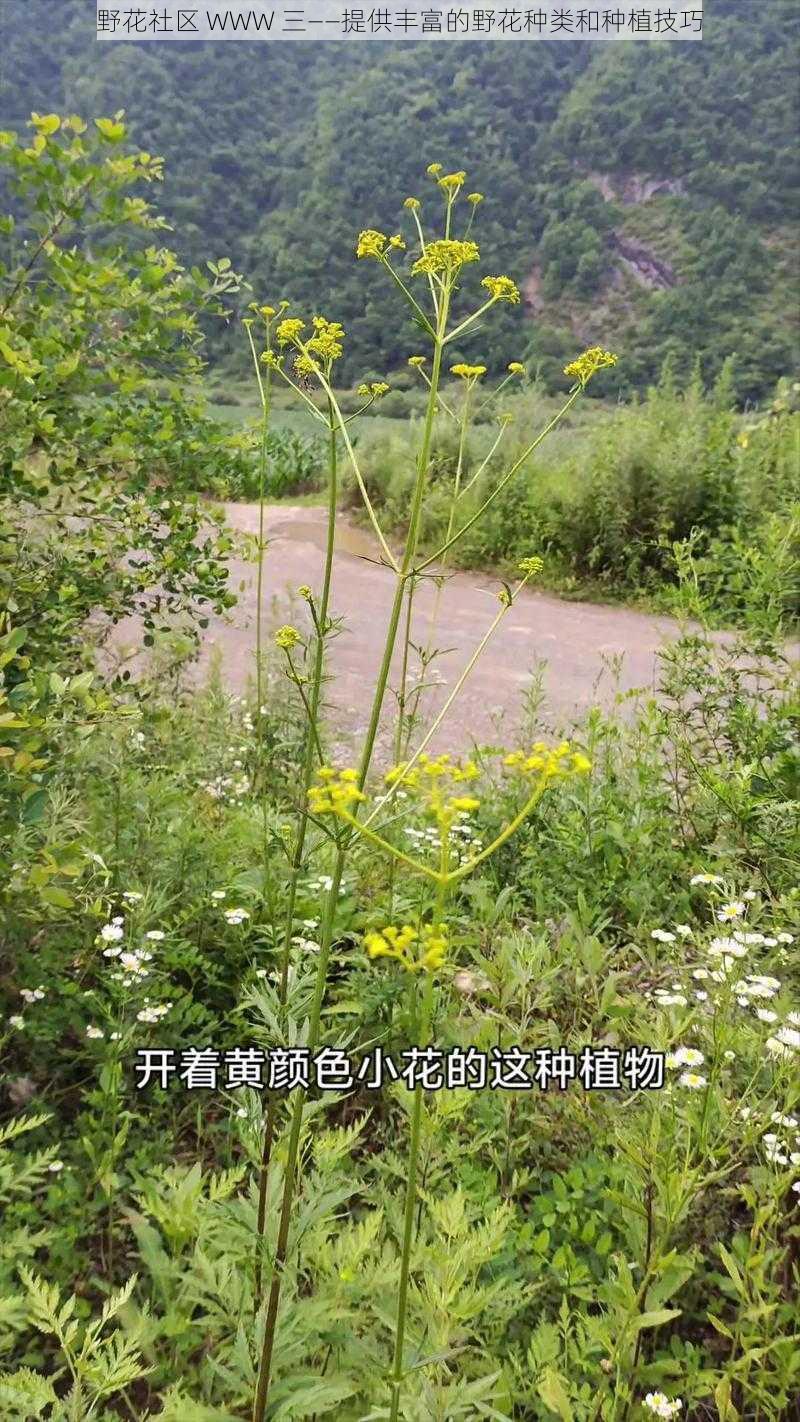 野花社区 WWW 三——提供丰富的野花种类和种植技巧