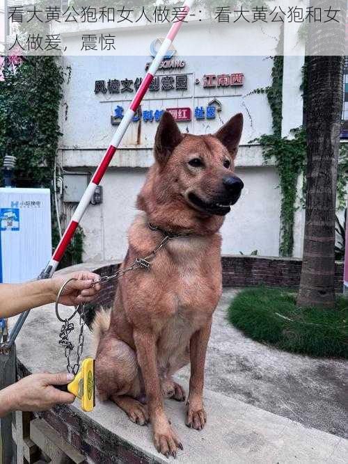 看大黄公狍和女人做爰-：看大黄公狍和女人做爰，震惊