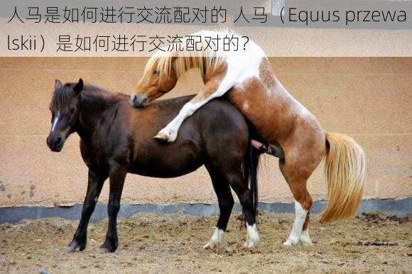 人马是如何进行交流配对的 人马（Equus przewalskii）是如何进行交流配对的？