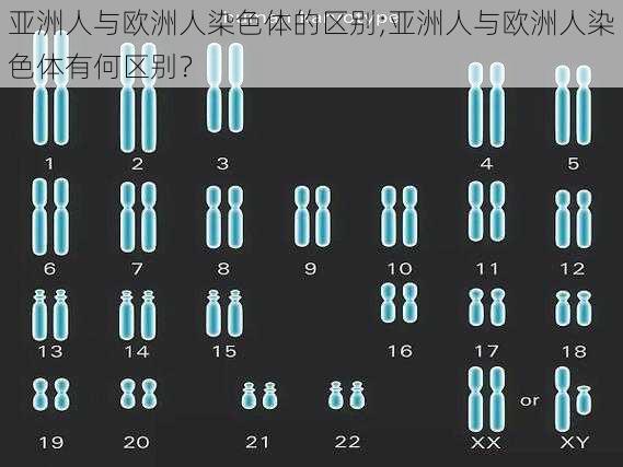 亚洲人与欧洲人染色体的区别;亚洲人与欧洲人染色体有何区别？