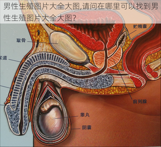 男性生殖图片大全大图,请问在哪里可以找到男性生殖图片大全大图？