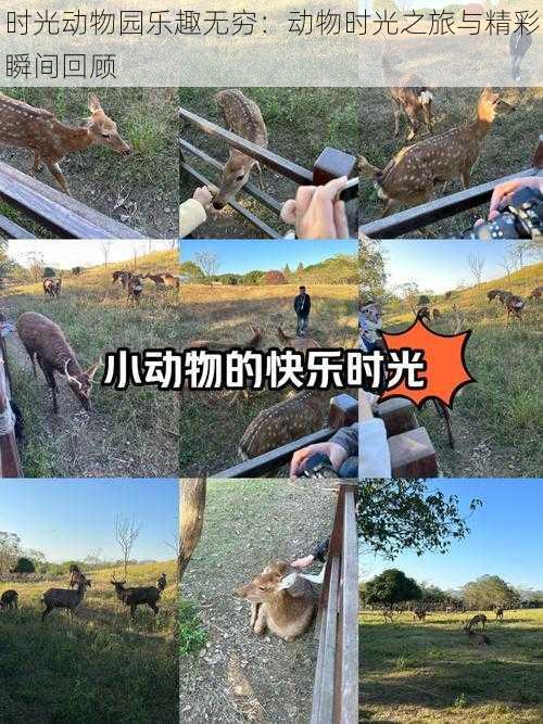 时光动物园乐趣无穷：动物时光之旅与精彩瞬间回顾