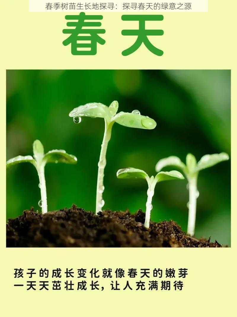 春季树苗生长地探寻：探寻春天的绿意之源