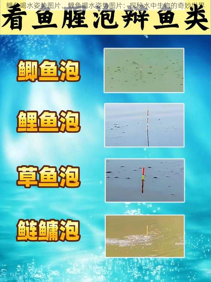 鲤鱼喝水姿势图片、鲤鱼喝水姿势图片：探秘水中生物的奇妙世界