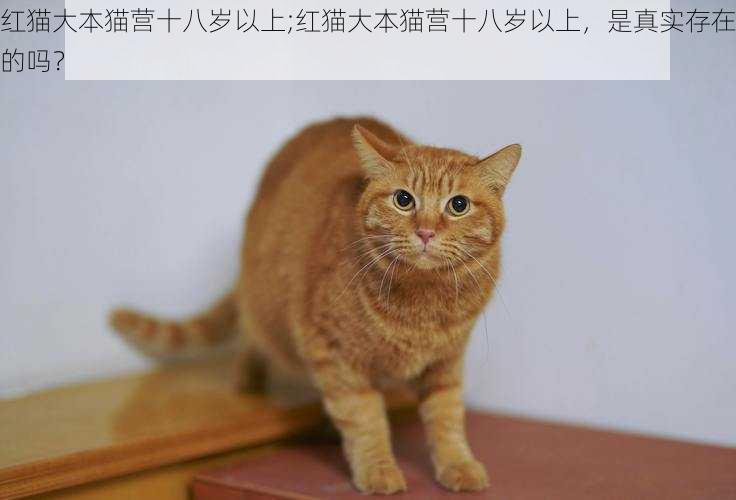 红猫大本猫营十八岁以上;红猫大本猫营十八岁以上，是真实存在的吗？