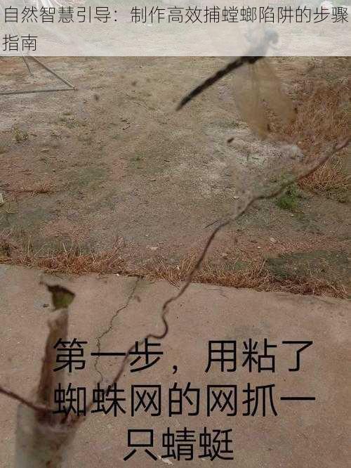 自然智慧引导：制作高效捕螳螂陷阱的步骤指南