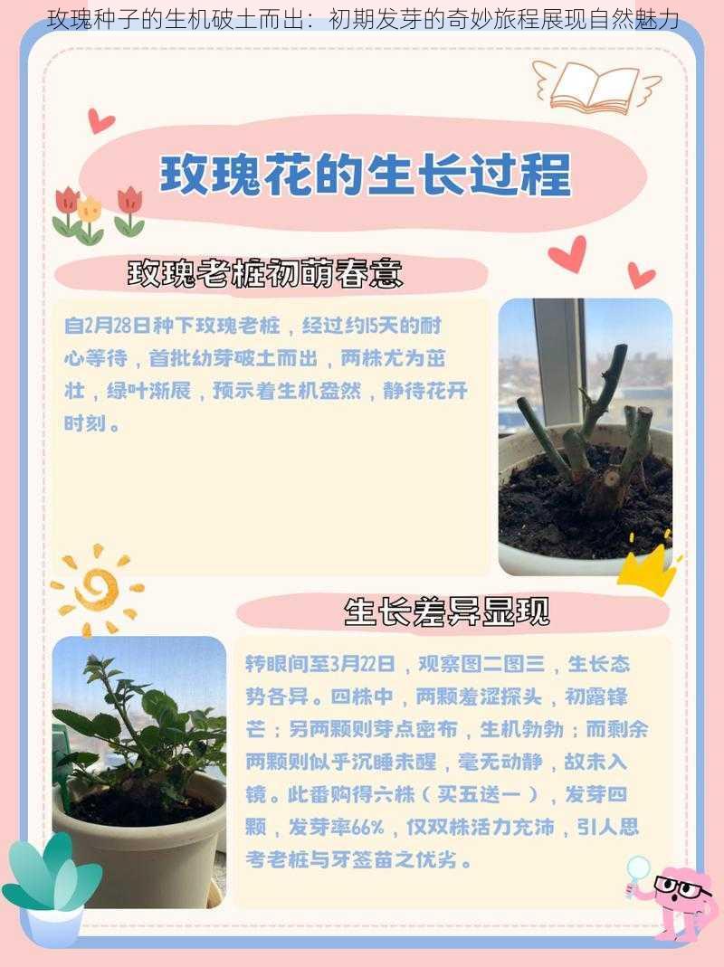 玫瑰种子的生机破土而出：初期发芽的奇妙旅程展现自然魅力