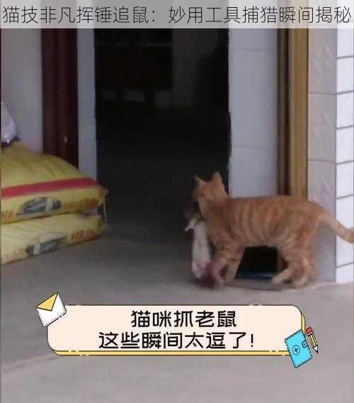 猫技非凡挥锤追鼠：妙用工具捕猎瞬间揭秘